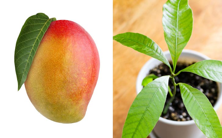 A mango fruit and mango house plant in small plastic pot.