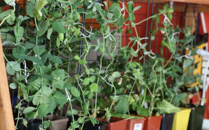 Edible pea plants growing in small pots indoors.
