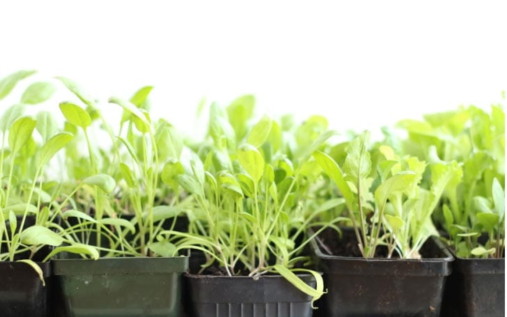 Salad greens growing in small plastic pots indoors.