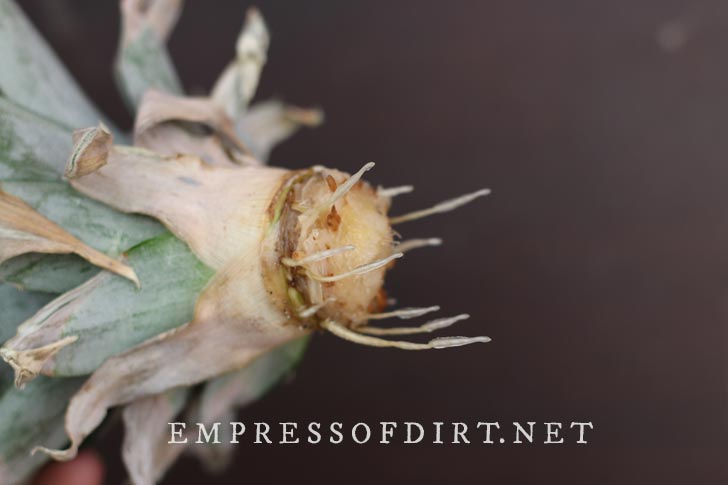 Pineapple crown growing roots.