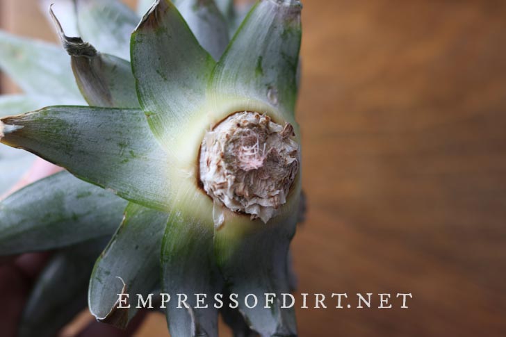 Drying a pineapple crown for propagation.