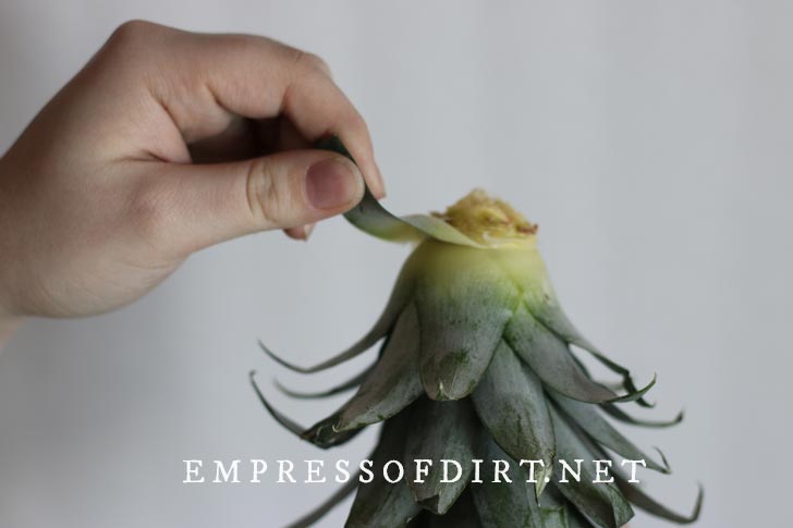 Preparing a pineapple crown for propagation.