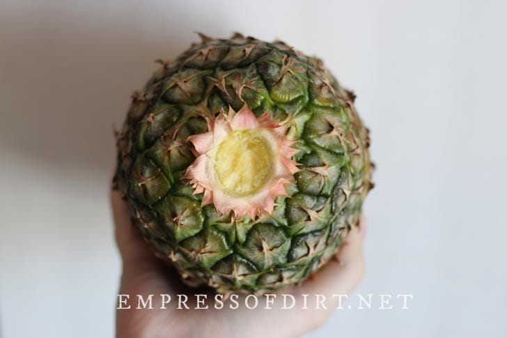 Top of pineapple with crown removed.