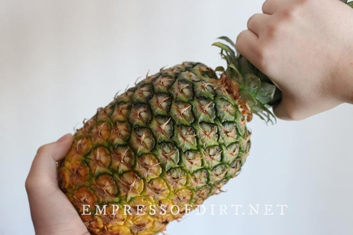 Twisting a pineapple crown to remove from base of fruit.