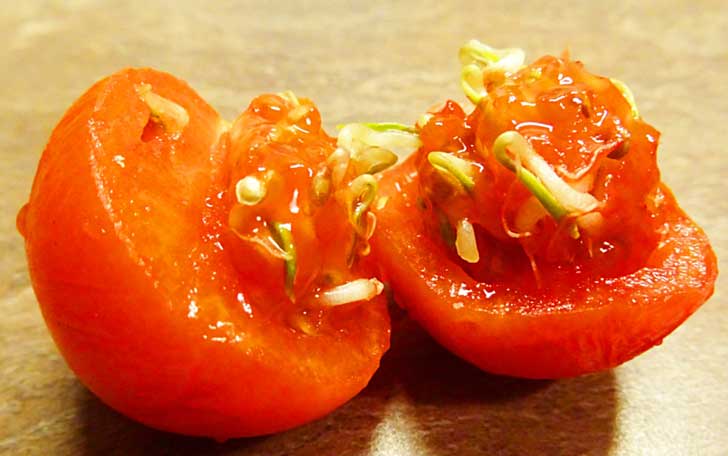 Tomato fruit with seedlings growing inside.