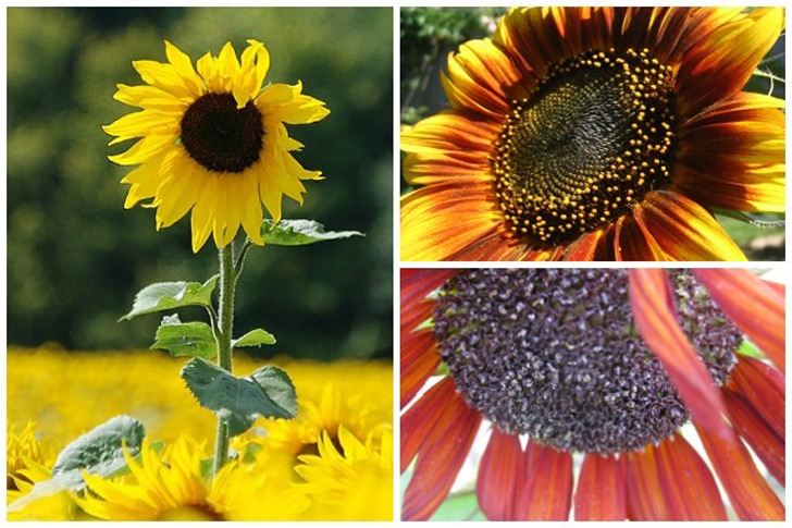 Three different sunflowers in the garden with yellow, orange, and red petals. 
