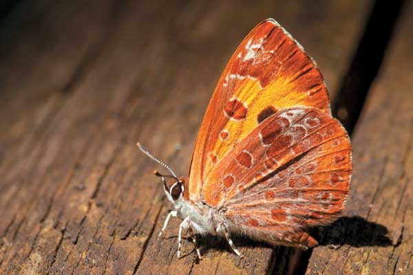 Harvester butterfly - image by Shutterstock Harvester butterfly - image by Shutterstock