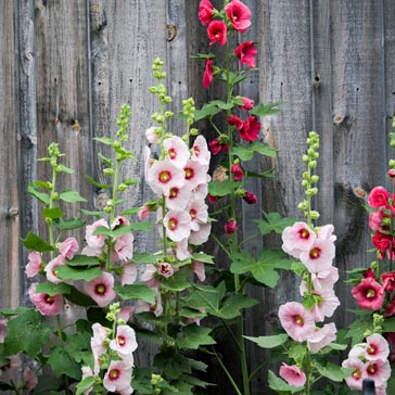 Red, pink, and white hollyhocks.