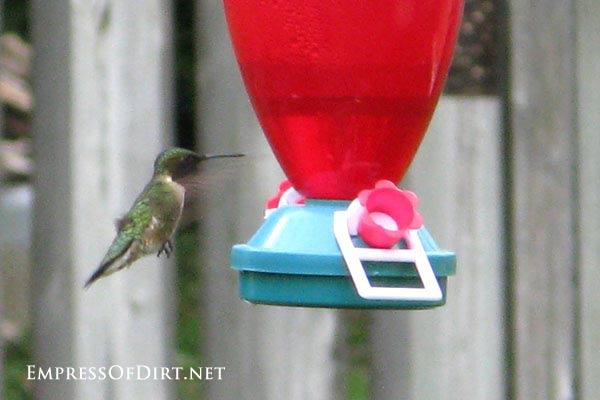 Hummingbird approaching feeder.
