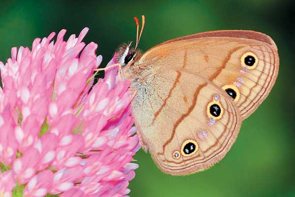 Little Wood Satyr butterfly - image by Shutterstock Little Wood Satyr butterfly - image by Shutterstock