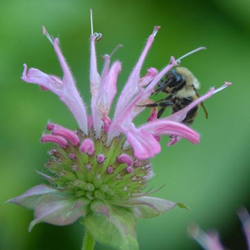 Pink bee balm (monarda) flower with bee.