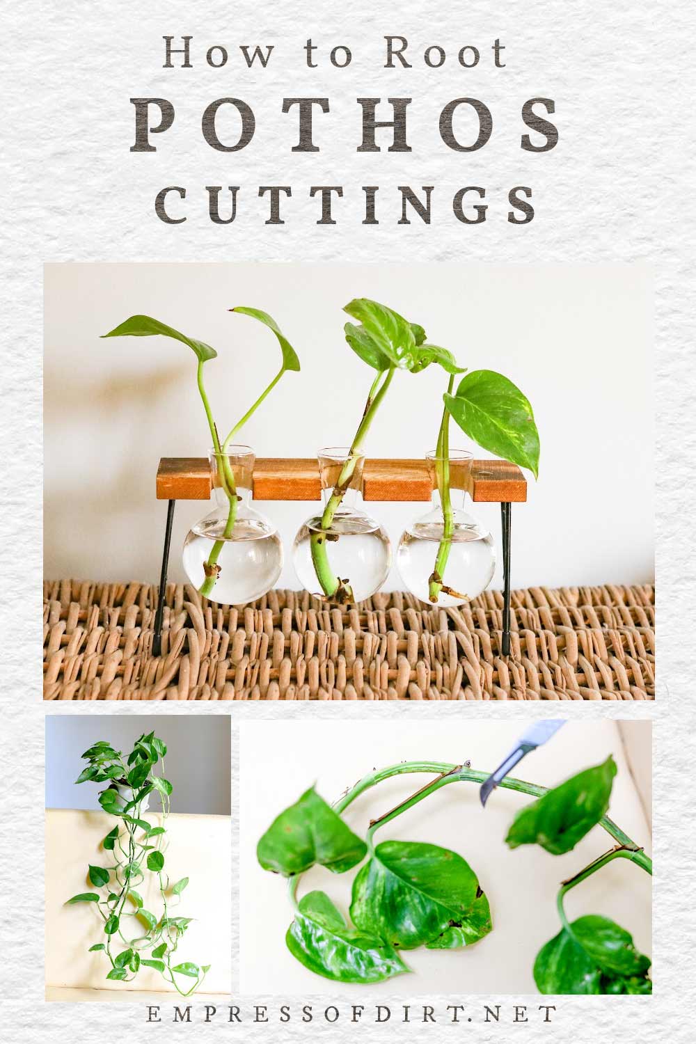 Rooting pothos cuttings in small jars of water.