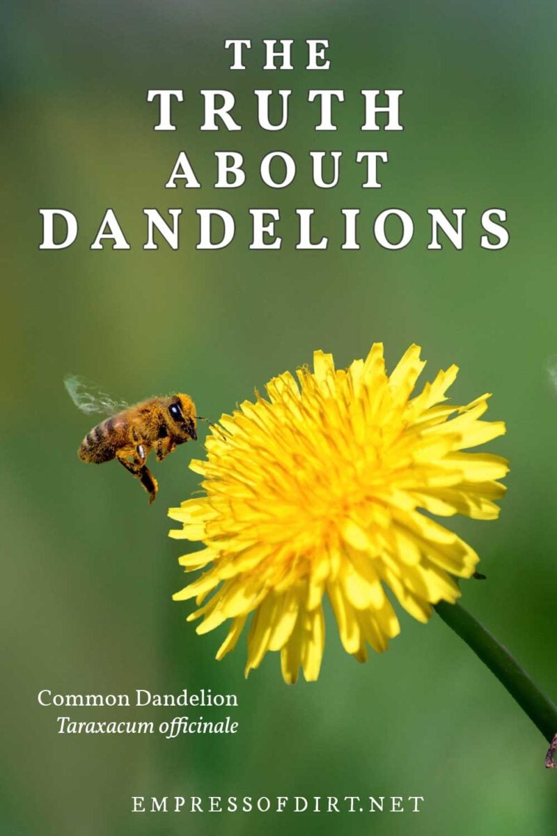 Bee collecting pollen on common dandelion.
