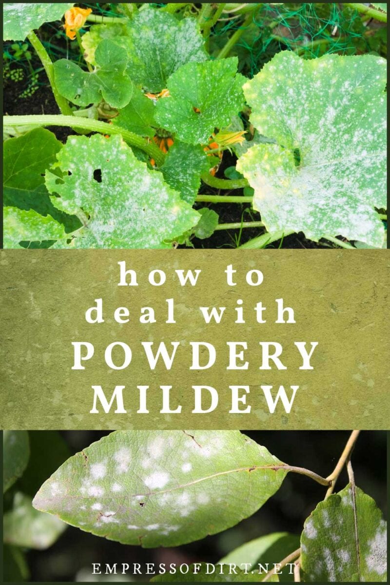 Powdery mildew growing on squash leaves.