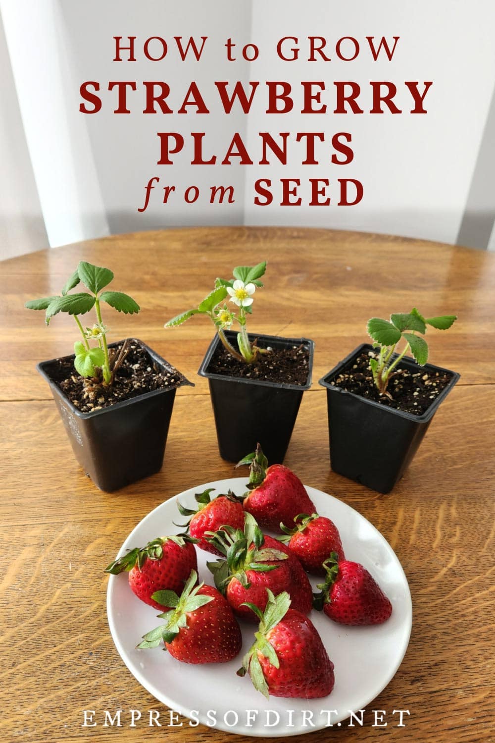 Young strawberry plants in posts and strawberry fruit on plate.