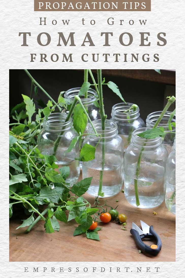 Growing tomatoes from cuttings