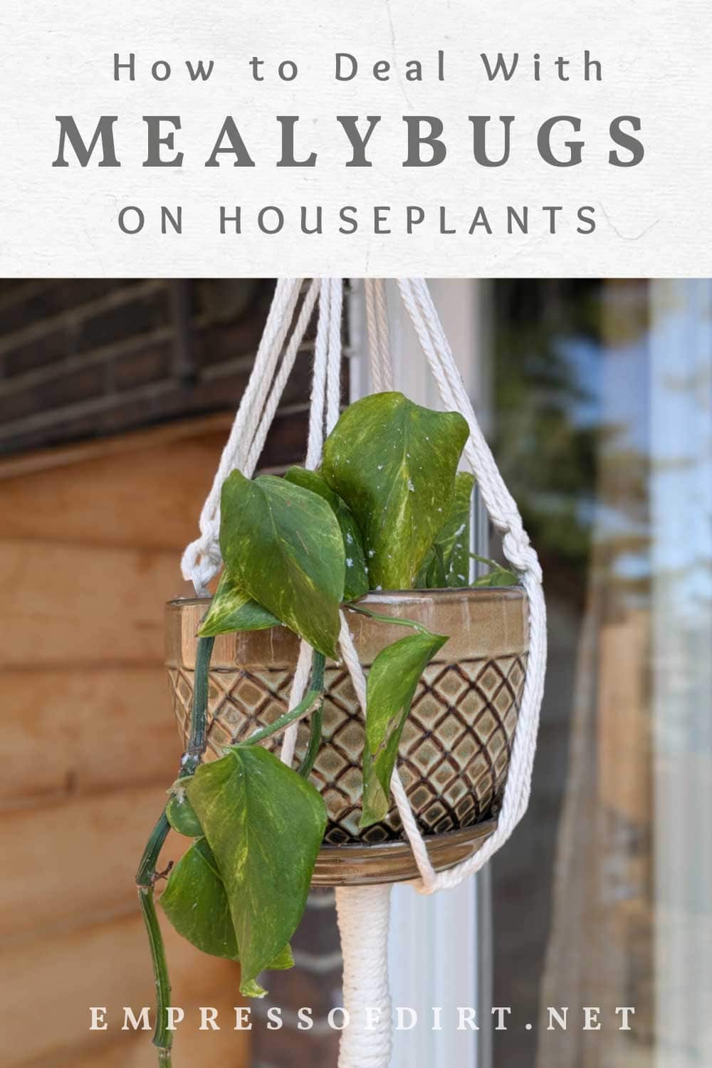 Mealybug infestation on houseplants