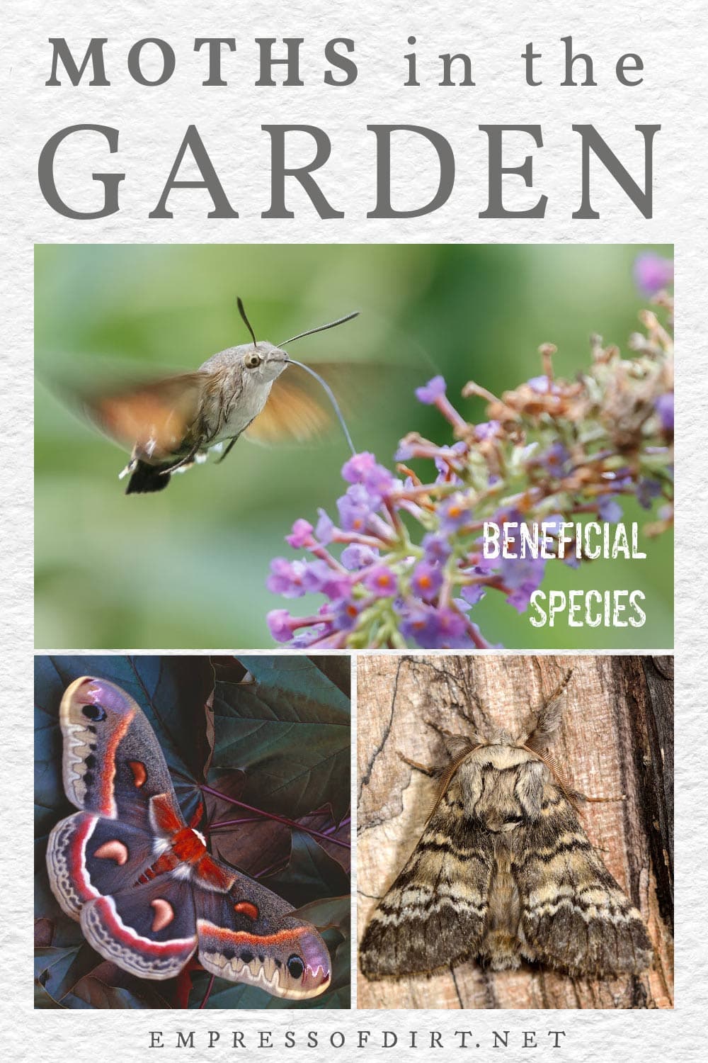 Various moths in the garden.