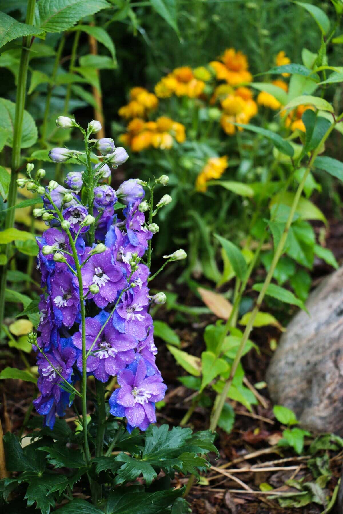 Purple and blue delphinium in garden.