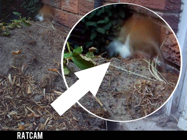 . Ratcam! Rat photographed stealing a marshmallow, confirming his occupancy of the open compost bin.