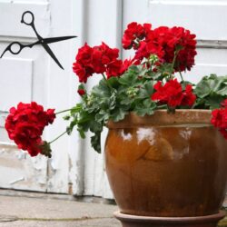 Taking geranium cuttings.