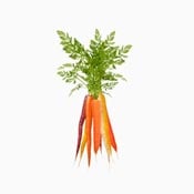 Colorful carrots with their tops. 