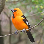 New World oriole bird