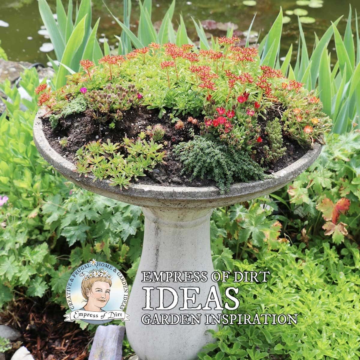 Old birdbath planted with succulents.