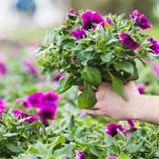 Selecting at pot of flowers at plant nursery. 
