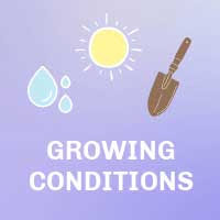 Growing conditions.