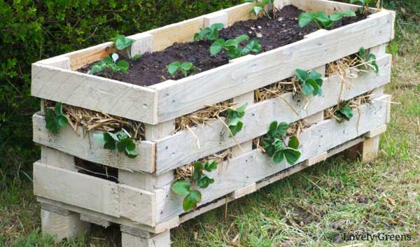 Strawberry planter made from wood pallet.
