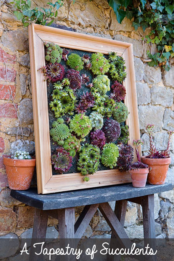 Succulent frame on fence