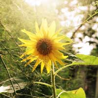 Sunflower on a sunny day.