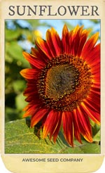 Sunflower seed packet. 
