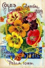 Pansy seed packet