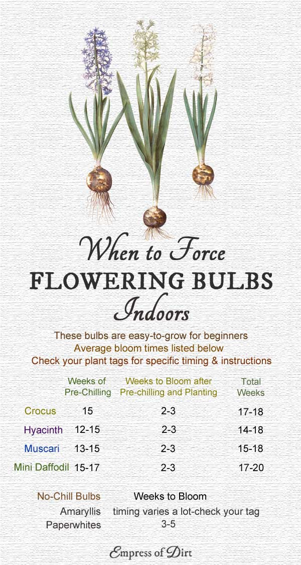 Indoor bulb forcing calendar. 