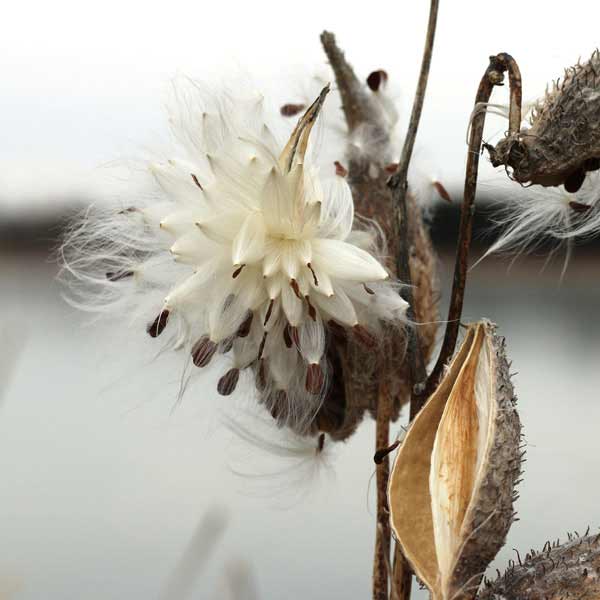Milkweed seed pods ready for seed harvesting