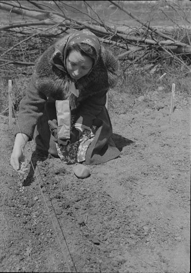 Woman planting seeds in garden.