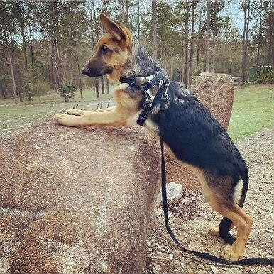 Dog Harness with Handle - LEOPARD