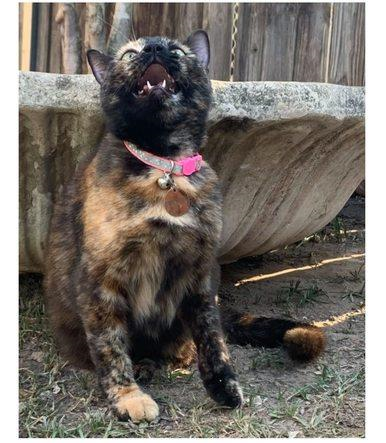 Reflective Cat Collar