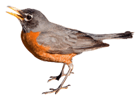 robin bird