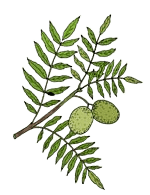 Branch of walnut tree with leaves and nuts.